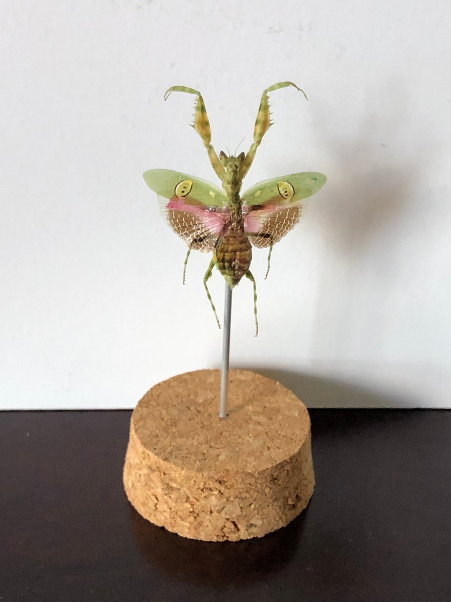 BugDragonShop's tweet photo. Excited to share the latest addition to my #etsy shop: Real Flower Mantis Creobroter gemmatus Jar Display Cork Insect Taxidermy Oddities Decor 3D https://t.co/k8q0LbHUhx #clear #insect #insects #insectdecor https://t.co/odXiefRYYj https://t.co/EtA64S36DQ