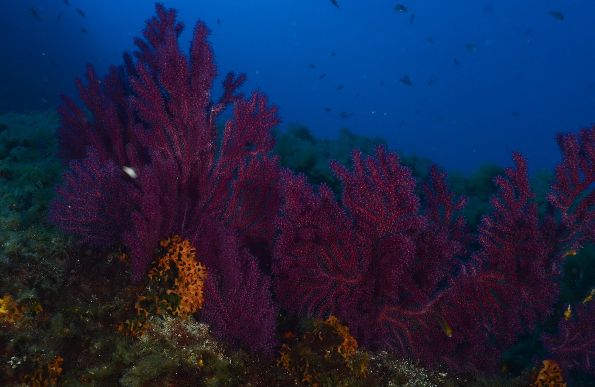CorfunHeatmed's tweet photo. Although we can observe some signs of past mortalities, the conservation status of coralligenous is better than we expected after the impact of past Marine Heatwaves  #OceanOptimism https://t.co/ByFxERsZP0