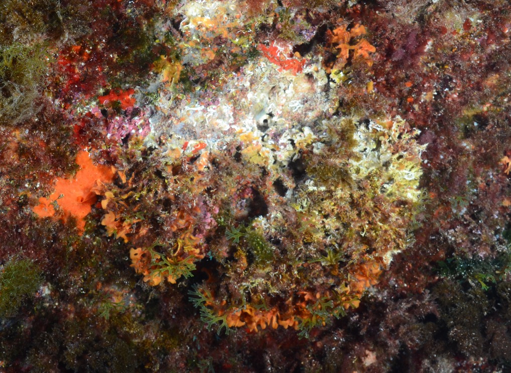 CorfunHeatmed's tweet photo. Although we can observe some signs of past mortalities, the conservation status of coralligenous is better than we expected after the impact of past Marine Heatwaves  #OceanOptimism https://t.co/ByFxERsZP0