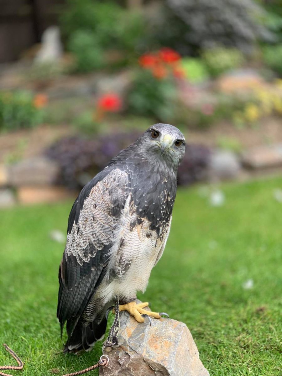 WalksWithHawks's tweet photo. Our #beutiful girl #Hope almost in her adult #plummage . We are now #open and taking #bookings https://t.co/iAqrOcu2bi