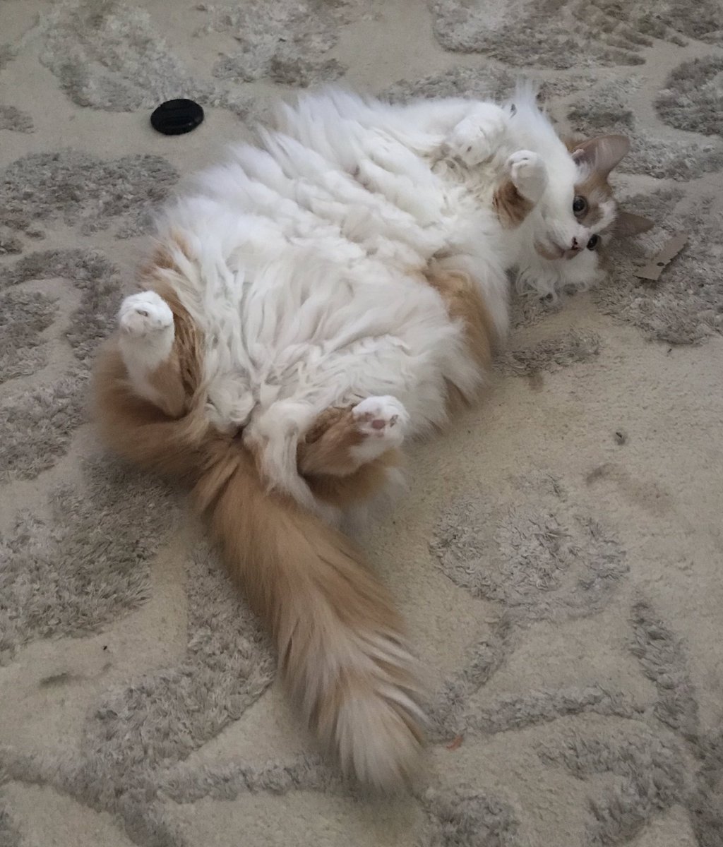 Poplifer73's tweet photo. It’s a hard life being Monkey cat!
#ACatCalledMonkey #MonkeyCat #CheshireCat #CatsOfCheshire #FamilyCat #Cat https://t.co/DgYMSblnfQ