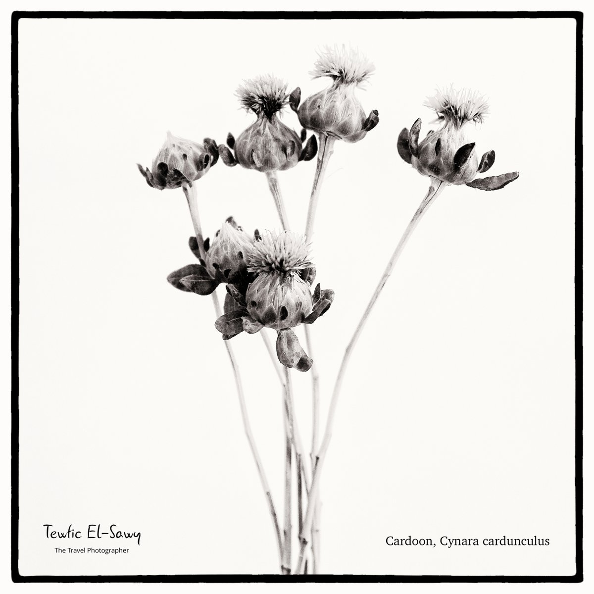 thetravelphotog's tweet photo. Cardoon (Cynara cardunculus) #flowers #still_life #photography #flowerstagram #naturephotography #flowersofinstagram #flowerphotography #color_photography #GFX50S #FUJIFILM #medium_format #botany #botany101 #monochrome #blackandwhite #blackandwhitephotography https://t.co/bRsGQIub7X