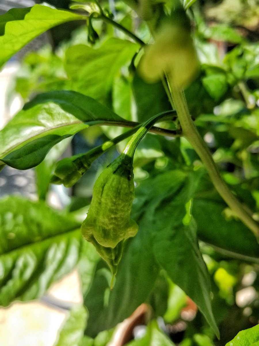 BadgersPeppers's tweet photo. With a whopping 2.2 million on the Scoville heat scale, it’s no wonder the Carolina Reaper takes first place in the worlds hottest peppers 🌍🥵The #CarolinaReaper is so strong, you’re supposed to wear gloves when handling it 

Fun fact: only mammals feel the heat of a chilli https://t.co/a1gFiSpVlt