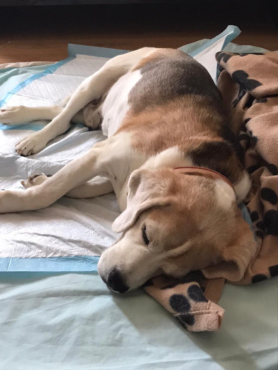 This time last week I was fine and dandy, since then my Daddies have been very worried about me. Big trip to the vet, lots of medicine and lots of being looked after. Thank you <a href="/casakevina/">Kevin Andrews</a>. Looking forward to seeing Daddy tomorrow, so having a good rest now. #Sleepies 🐶💤❤️