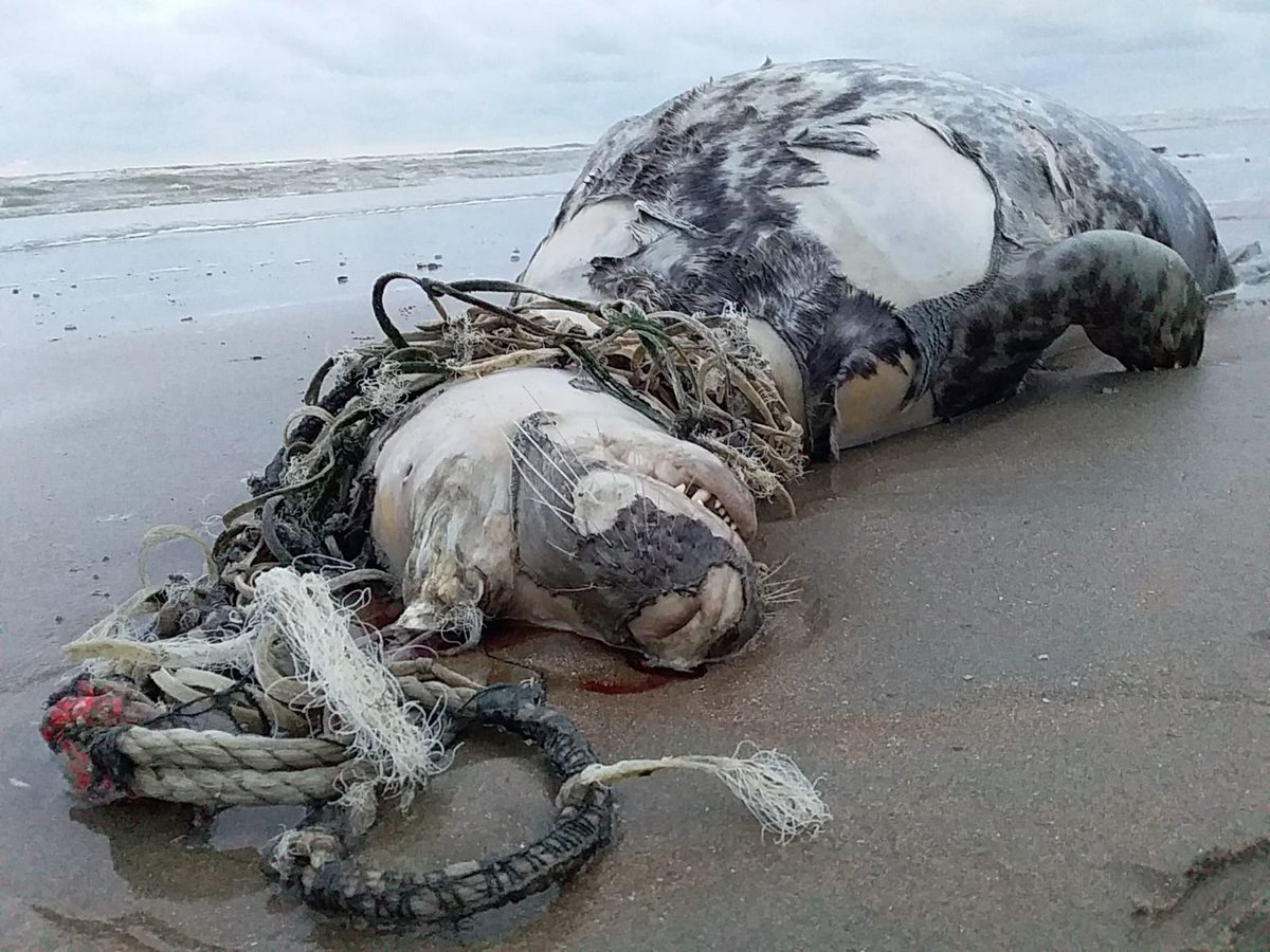 JustOneOcean's tweet photo. Dead #entangled grey seal washed up on Zandvoort beach. The result of #ghostnets discarded in the sea. When a seal becomes entangled like this it can no longer hunt for food and will die. Photo @Zeehondencreche https://t.co/OgLdrLwkw4