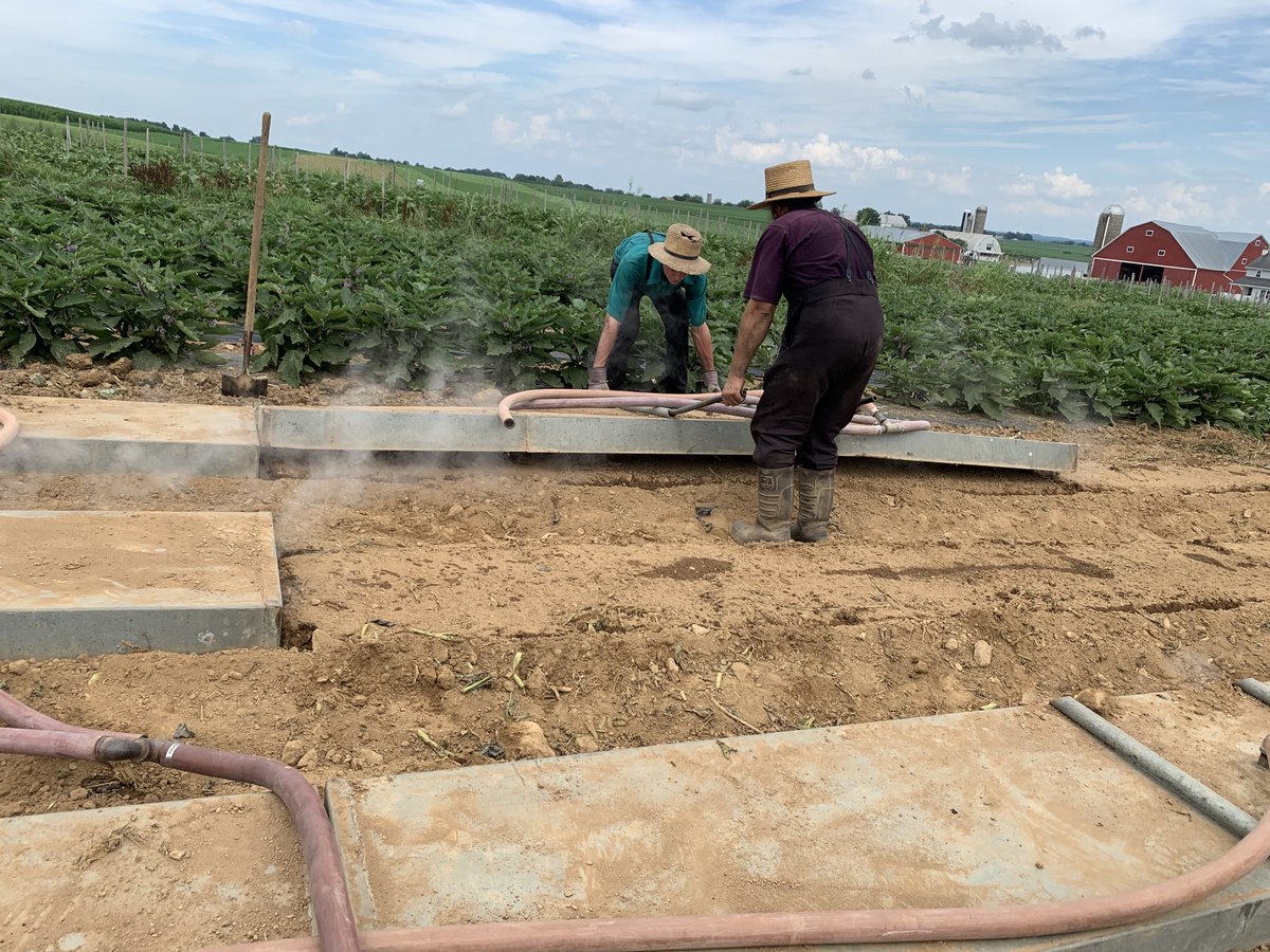 Lanc_ext_Jeff's tweet photo. Anybody guess what’s happening??  
Natural soil fumigation with the steam from the old steam tractor. A fairly common practice in the Amish community. Carrots will be seeded in this field on Monday!! https://t.co/8lkxQaDj5p