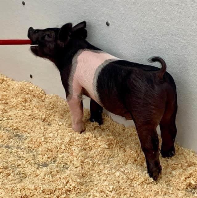 WinMorFarms's tweet photo. Grand Champion Market Hog
2020 Michigan Livestock Expo
Shown by Wyatt Mazich
Sire: Trade Secret (@sgiboars)
********************************
Congrats Mazich Family! This family took a chance on a big legged, skinny baby pig that sold online! #WinMor https://t.co/JzXmqv5jGp