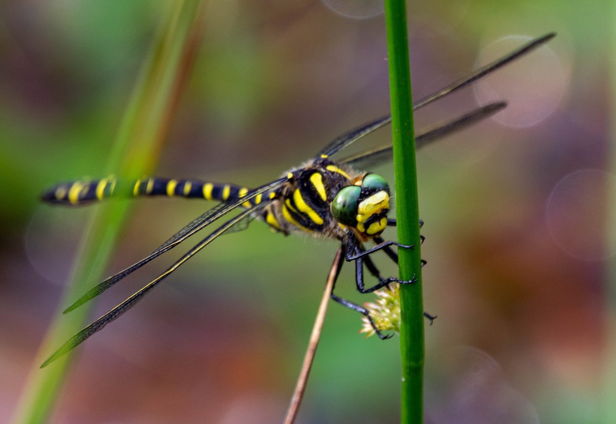 DrewWilson1971's tweet photo. Golden-ringed dragonfly at  #lochvenacher @lomondtrossachs @ScotlandBds @BDSdragonflies @Britnatureguide #nikon #nature @Natures_Voice #dragonflies https://t.co/zZQoqzxeYh