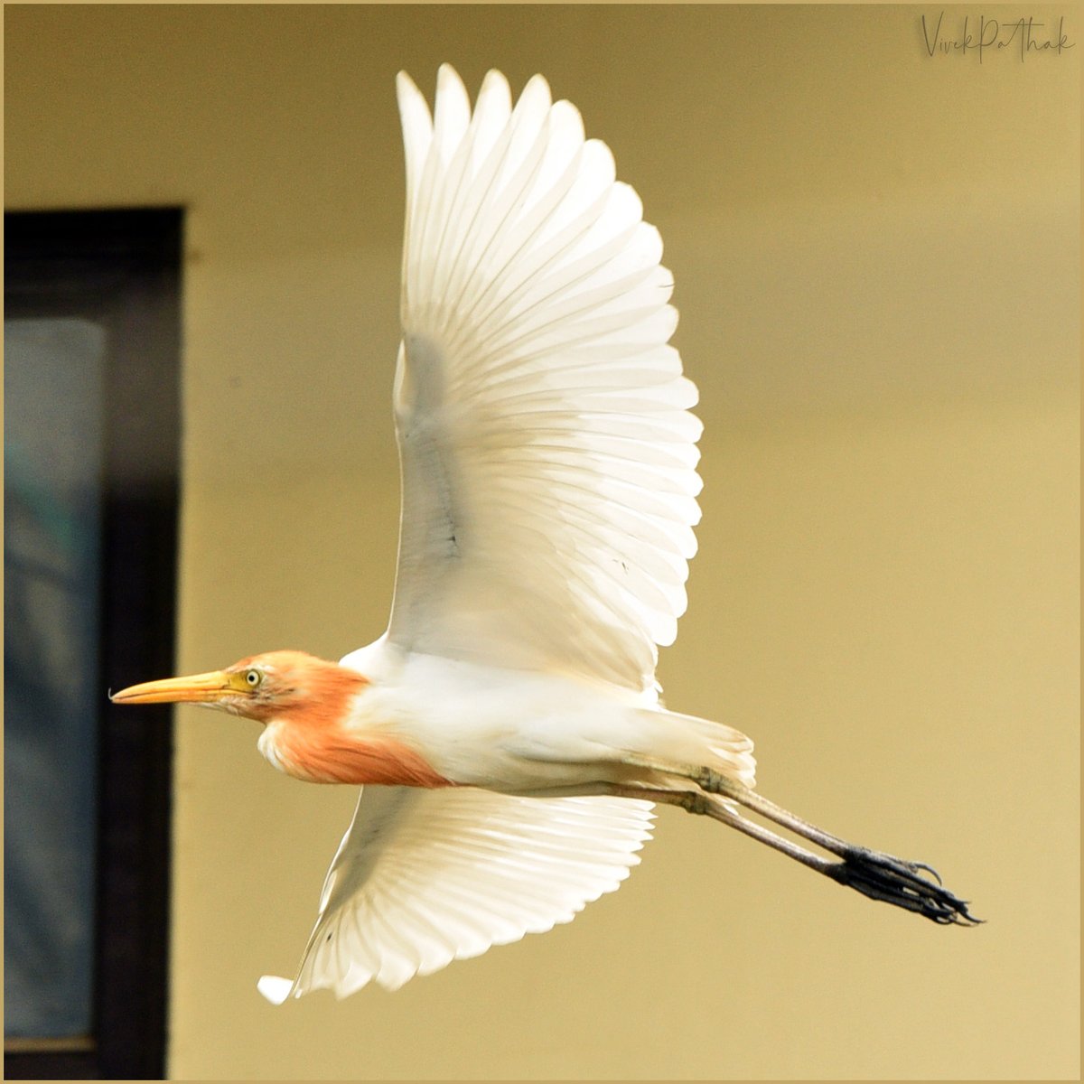 pafcoms's tweet photo. Visitors today!

#CattleEgret with orange plumage.

#Erget 
#NikonPhotography
https://t.co/Mu2dBxYa24

#QuarantineAndChill
#QuarantineActivities
#StayHome

#NikonD750 Nikkor 70-200 1:2.8mmE FL ED
#ILoveNikon
#BIRDSTORY #birds #BirdsLife https://t.co/kFbFlVBVCZ
