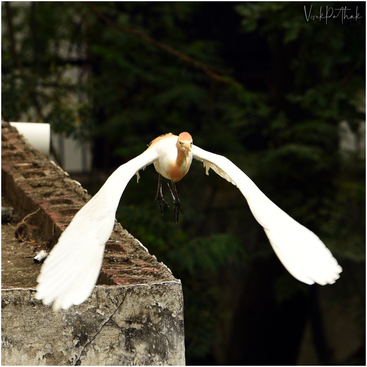 pafcoms's tweet photo. Visitors today!

#CattleEgret with orange plumage.

#Erget 
#NikonPhotography
https://t.co/Mu2dBxYa24

#QuarantineAndChill
#QuarantineActivities
#StayHome

#NikonD750 Nikkor 70-200 1:2.8mmE FL ED
#ILoveNikon
#BIRDSTORY #birds #BirdsLife https://t.co/kFbFlVBVCZ