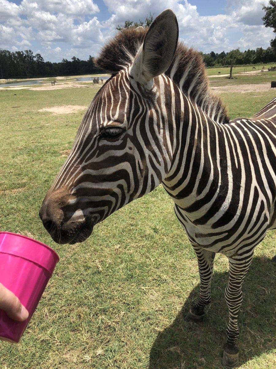 How’s this for an Animal Selfie? We had a blast at the Grapeland Animal Safari. #USESummer #StallionsDeserveIt