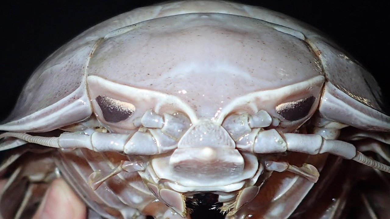 Sea Cockroach Texture Giant Sea Cockroach