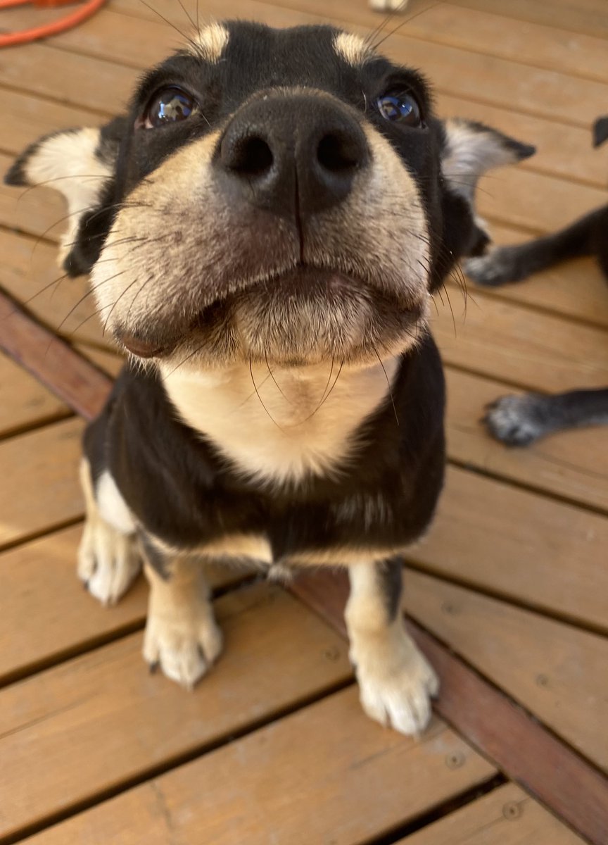 SierraStarr1's tweet photo. I always tell her she can’t eat the bees, someone didn’t listen 🐝 https://t.co/K1a4rTvxAC
