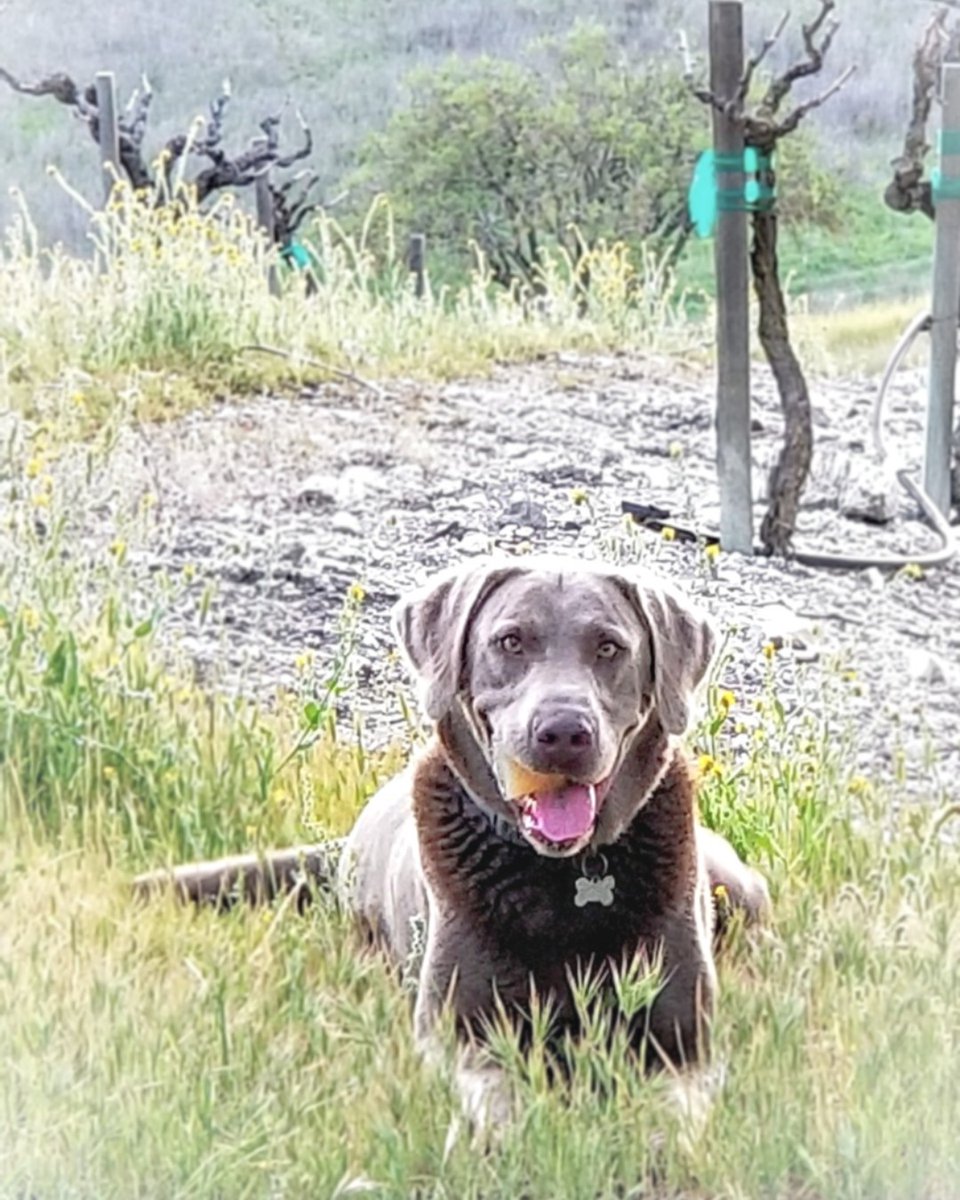 BrochelleWinery's tweet photo. Slow Sundays in the vineyard with our best boy, Bentley Dog. 🍇We want to see your pups... tag #brochellevineyards with your wine dogs! 🐶
#29pasowine #winedogsofinstagram #vineyard #pasowine https://t.co/K2RN3PAssm