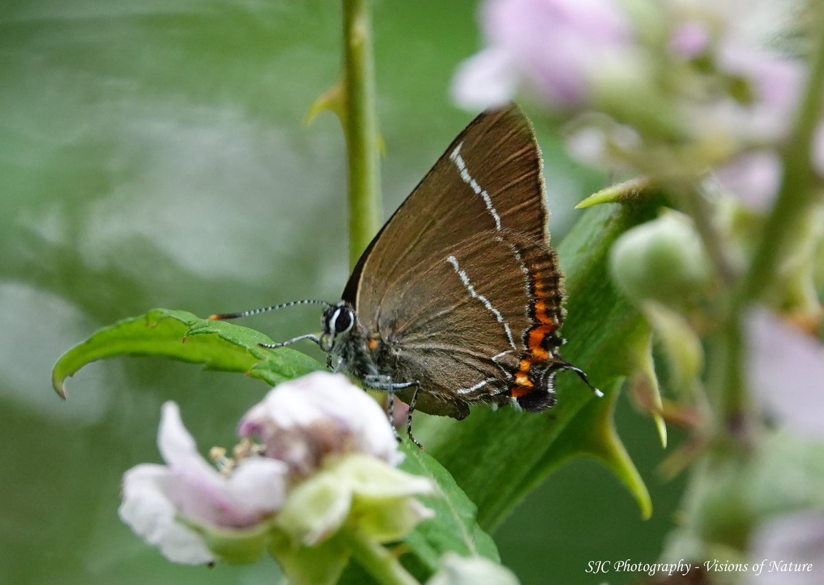 SachaCrowley71's tweet photo. White-Letter Hairstreak.These small butterflies can be difficult to spot as they usually flit around the tree tops, but sometimes come down lower to nectar on flowers 
#ButterflyDays #naturematters #solaceinnature #naturephotography #amateurphotography #wildlife #sonyrx10iv https://t.co/luHVuOtWop