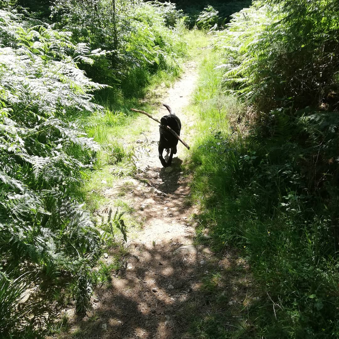 llangariad's tweet photo. Fern and #LBBear pooped after a long day including a walk in #DyfnantForest and on #GlyndŵrWay Fern says thanks to @NatResWales for the miles of trails, big sticks to carry proudly, lovely smells and fetid pools to jump in #Wales #Cymru 🏴󠁧󠁢󠁷󠁬󠁳󠁿 https://t.co/0KlgFknPk4
