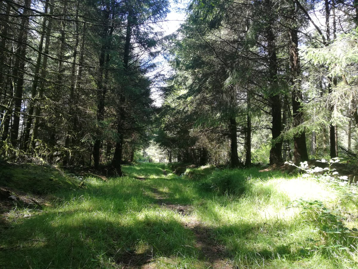llangariad's tweet photo. Fern and #LBBear pooped after a long day including a walk in #DyfnantForest and on #GlyndŵrWay Fern says thanks to @NatResWales for the miles of trails, big sticks to carry proudly, lovely smells and fetid pools to jump in #Wales #Cymru 🏴󠁧󠁢󠁷󠁬󠁳󠁿 https://t.co/0KlgFknPk4