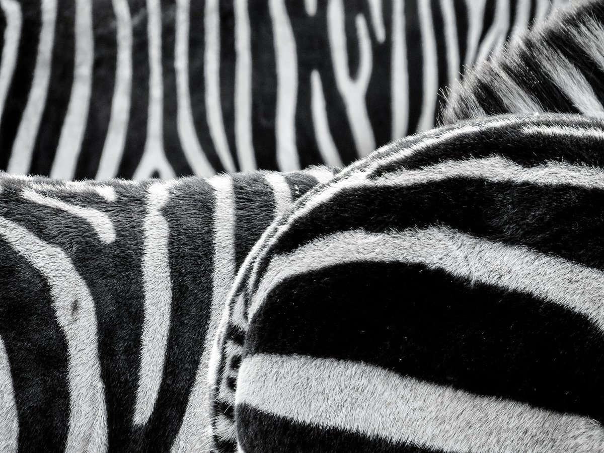 Schon gewusst? Obwohl alle Zebras sehr ähnlich aussehen, ist doch jedes ein absolutes Unikat. So wie wir Menschen! Deswegen: Lebe Deine Individualität! Sie ist die Grundlage für Exzellenz. #KerstinPlehwe #KeynoteSpeaker