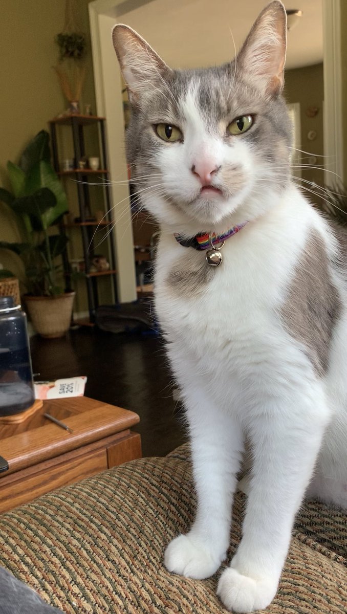 Patchie Cat tweet media