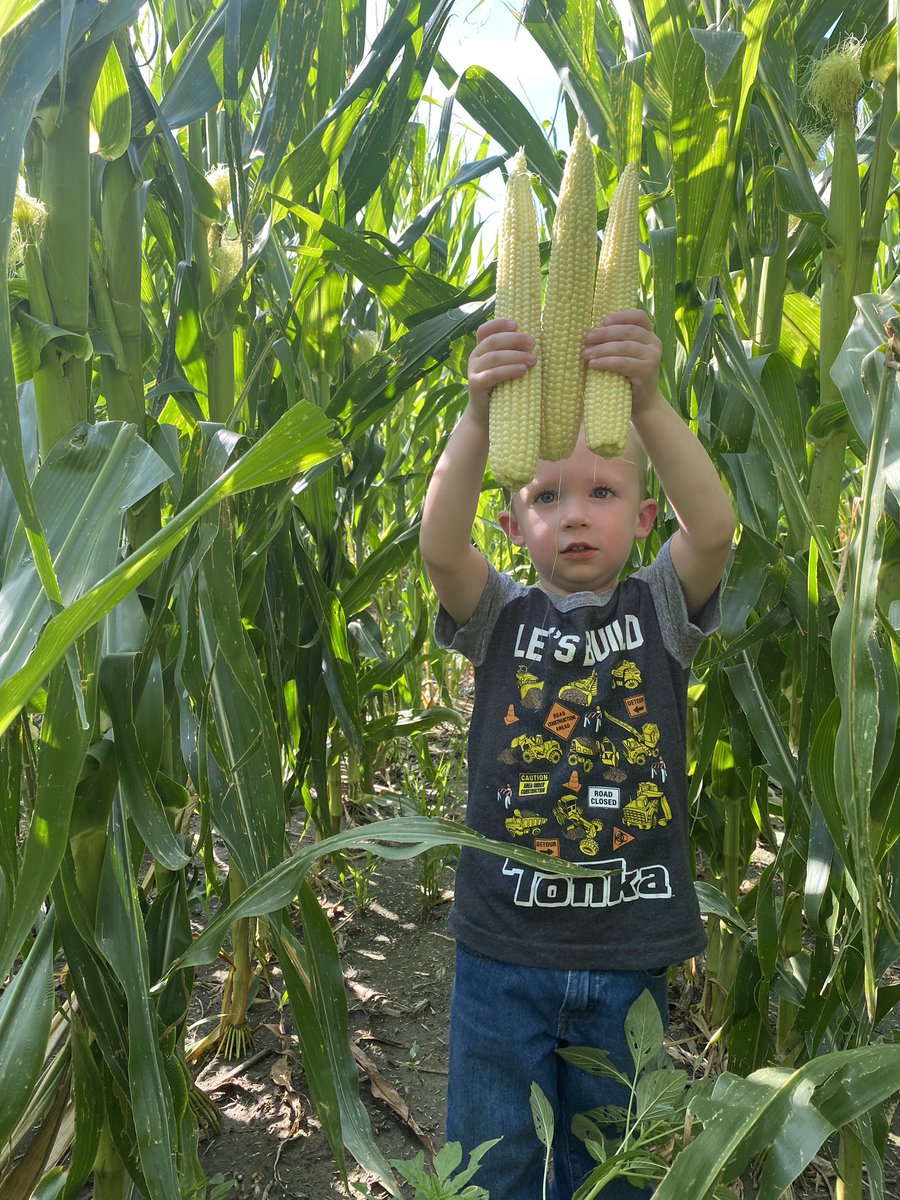 GrauerholzBrett's tweet photo. Midland Genetics 573 corn is king! Full flex ear planted at 33,000 plants an acre dry land is definitely flexing!!!! #kscorn #MidlandGenetics #polanskyseed https://t.co/zUmu3bN0EO