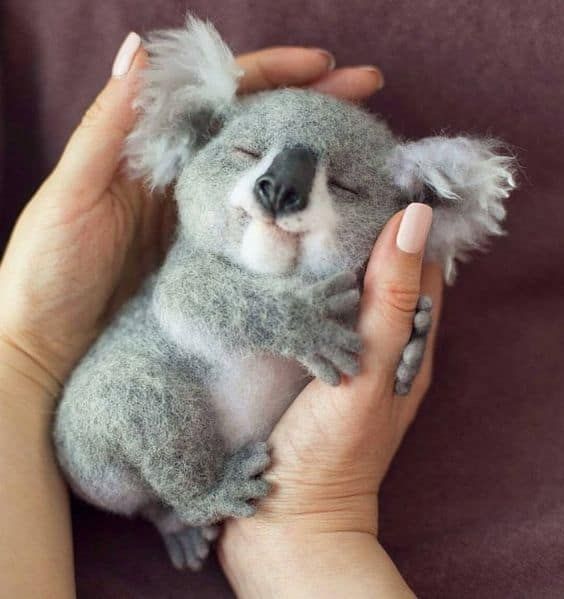 taeggukbell's tweet photo. Abro hilo de koalas bebés : Tiny https://t.co/hYldDmud1l