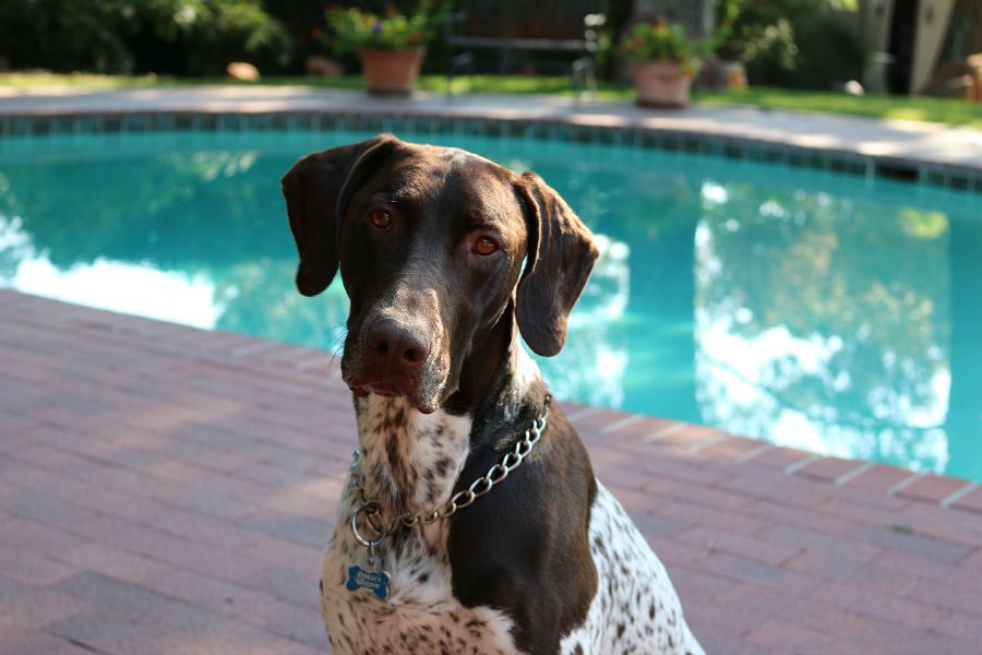 CecesGoodStuff's tweet photo. This is my tasting buddy Buster. He never misses an opportunity to sneak a bite while I am cooking. 

#CeceliasGoodStuff #Lemonade #drinkwithme #Cookwithme #nmfoodie #nmblogger #momlife #nmdogs 

Link in bio: https://t.co/Qhy9Kx0Cbw https://t.co/57y36pi5Qx