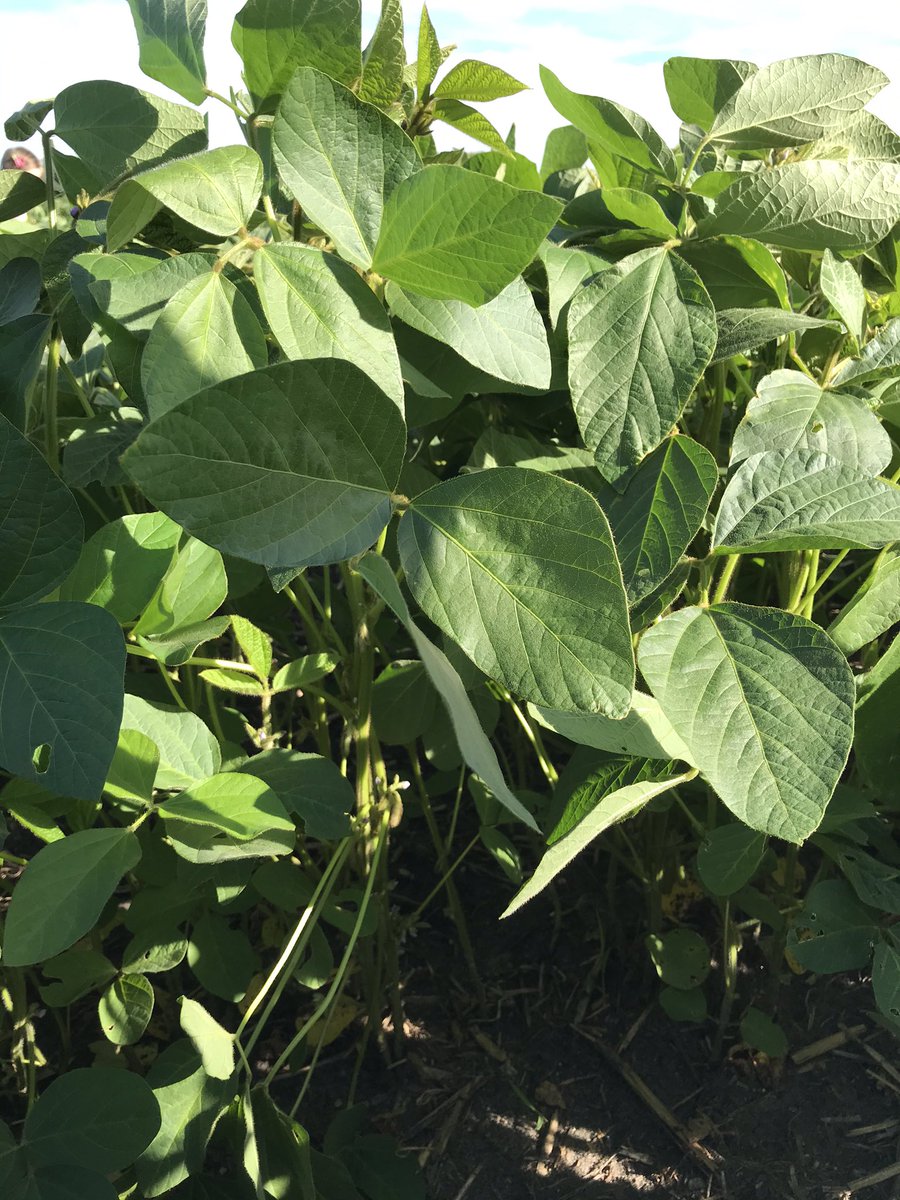 baleboyzN's tweet photo. Kudo Prograin Soybeans!
#soybeans #bigyield @Prograin_inc @Prograin_West @rempel_shawn https://t.co/OyFSaMKqu3