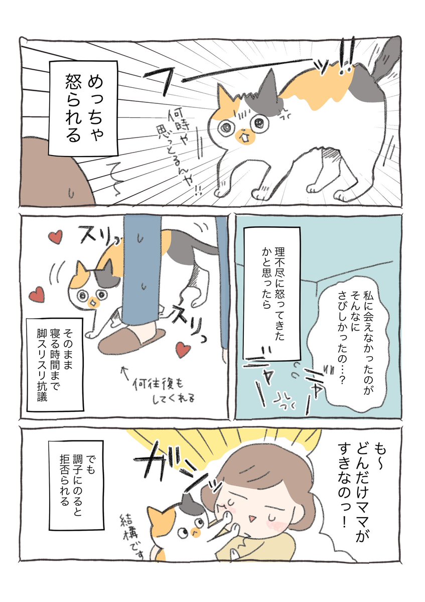 寂しがり屋すぎる三毛猫しらすの話。 