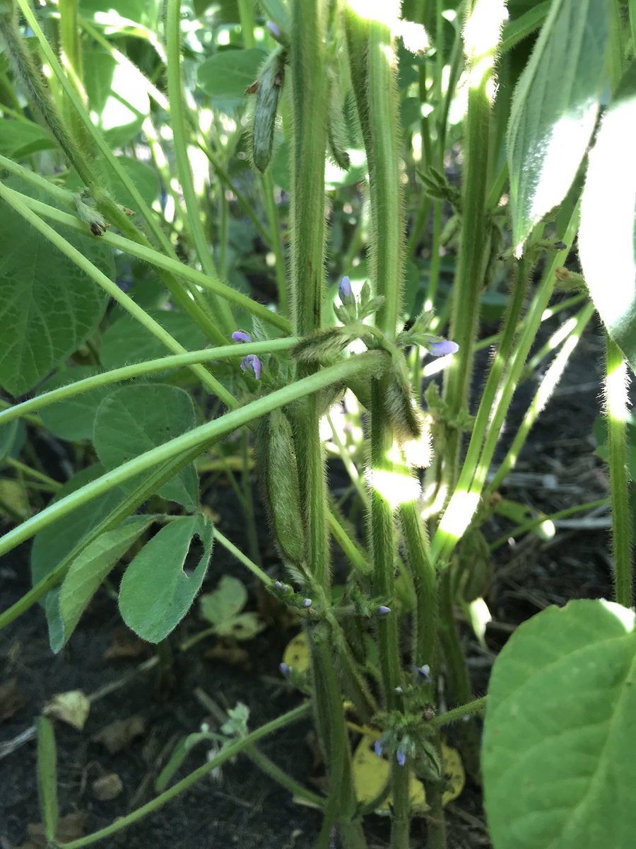 baleboyzN's tweet photo. Nice pods forming in these Kudo Soybeans! #soybeans #bigyield @Prograin_inc @Prograin_West @rempel_shawn https://t.co/a0JrMT9OB9