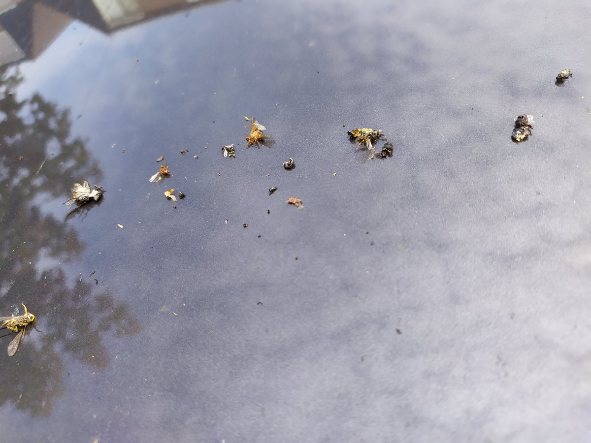 roeloffline's tweet photo. Haal je je dakkoffer van de auto na een mooie vakantie in de natuur, voel je je toch een beetje een insectenkiller... https://t.co/iLt4SbkAy5