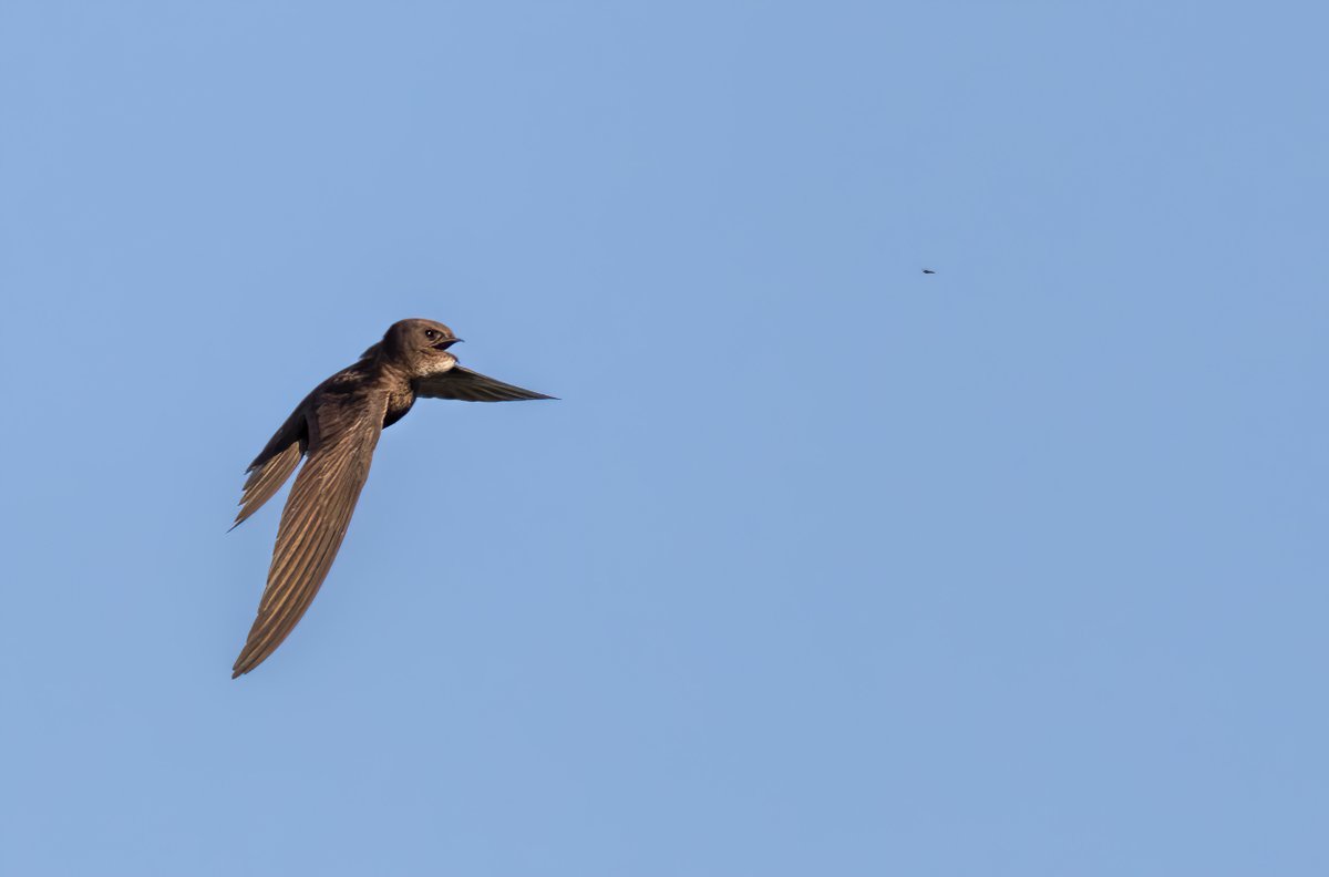 A Swift just about to catch a fly. I've got quite a few of this type of image so this will probably be a thread.