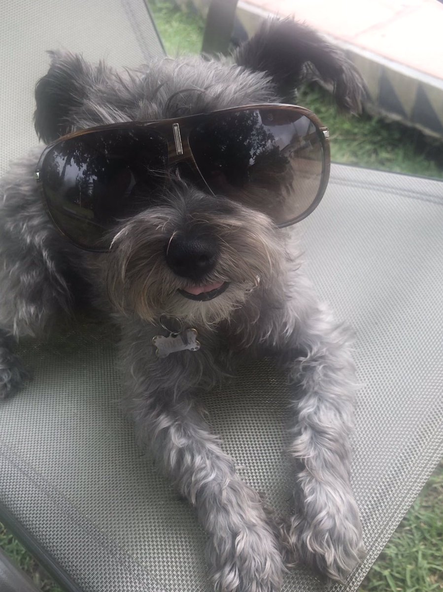 Almiuxval's tweet photo. #DiaDelPerro porque nunca te fueras de nuestras vidas , mi sombra 😍 consentida . https://t.co/B9bUT1V3lh