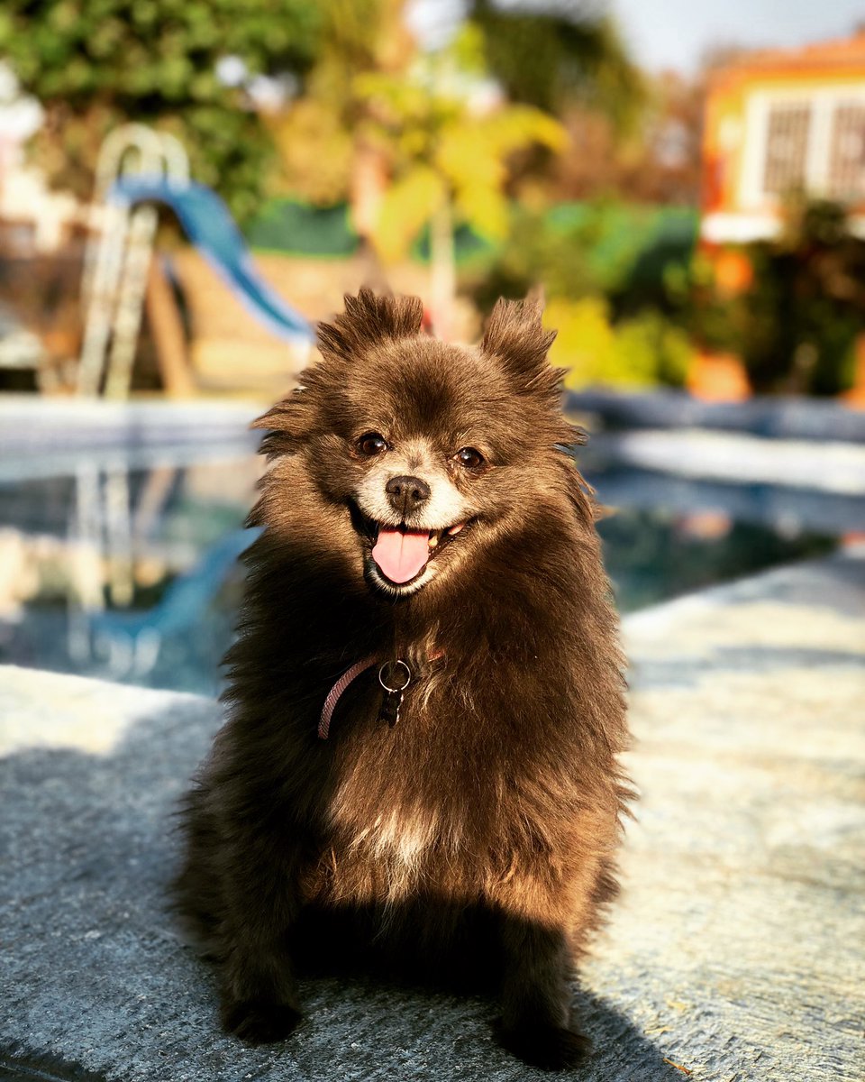 Colate_Alarcon's tweet photo. Perro paquetote es hacerla feliz ❤️
#chichifa
#DiaDelPerro https://t.co/xoiFnfeYxx