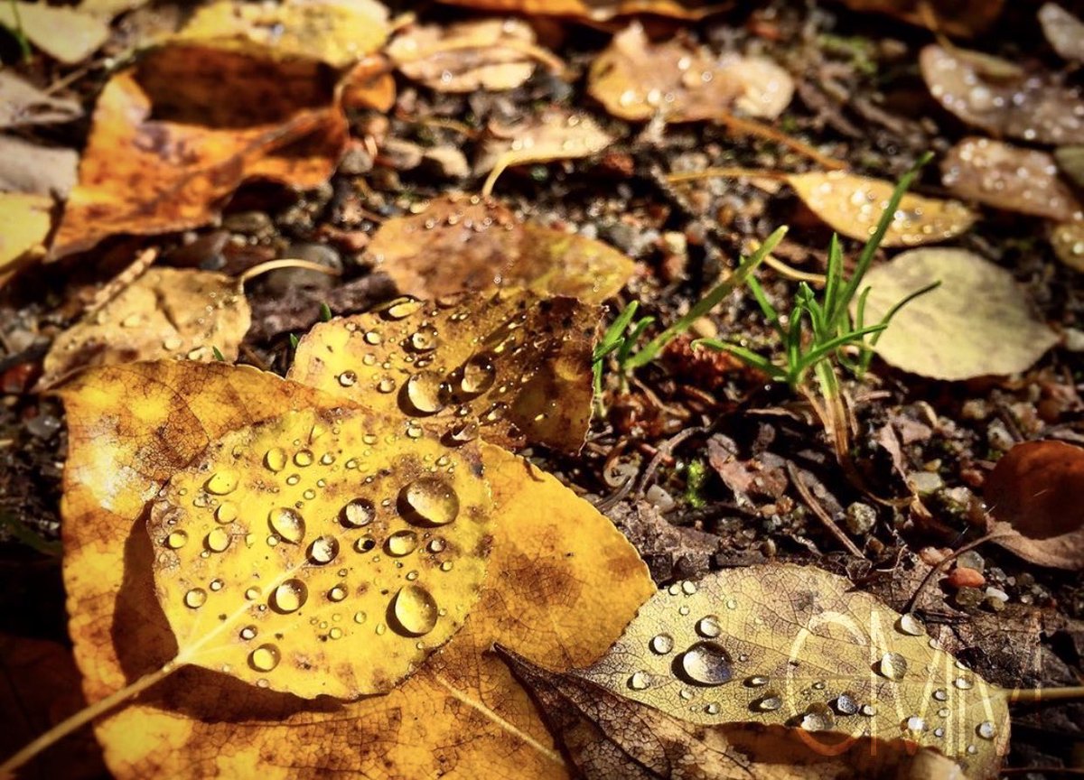 Autumn leaves... #Seasons #waterdrops #delicate #ForestFloor #ColoursOfAutum #Macro #naturelover #NatureTherapy #NaturePhotography #HobbyPhotographer