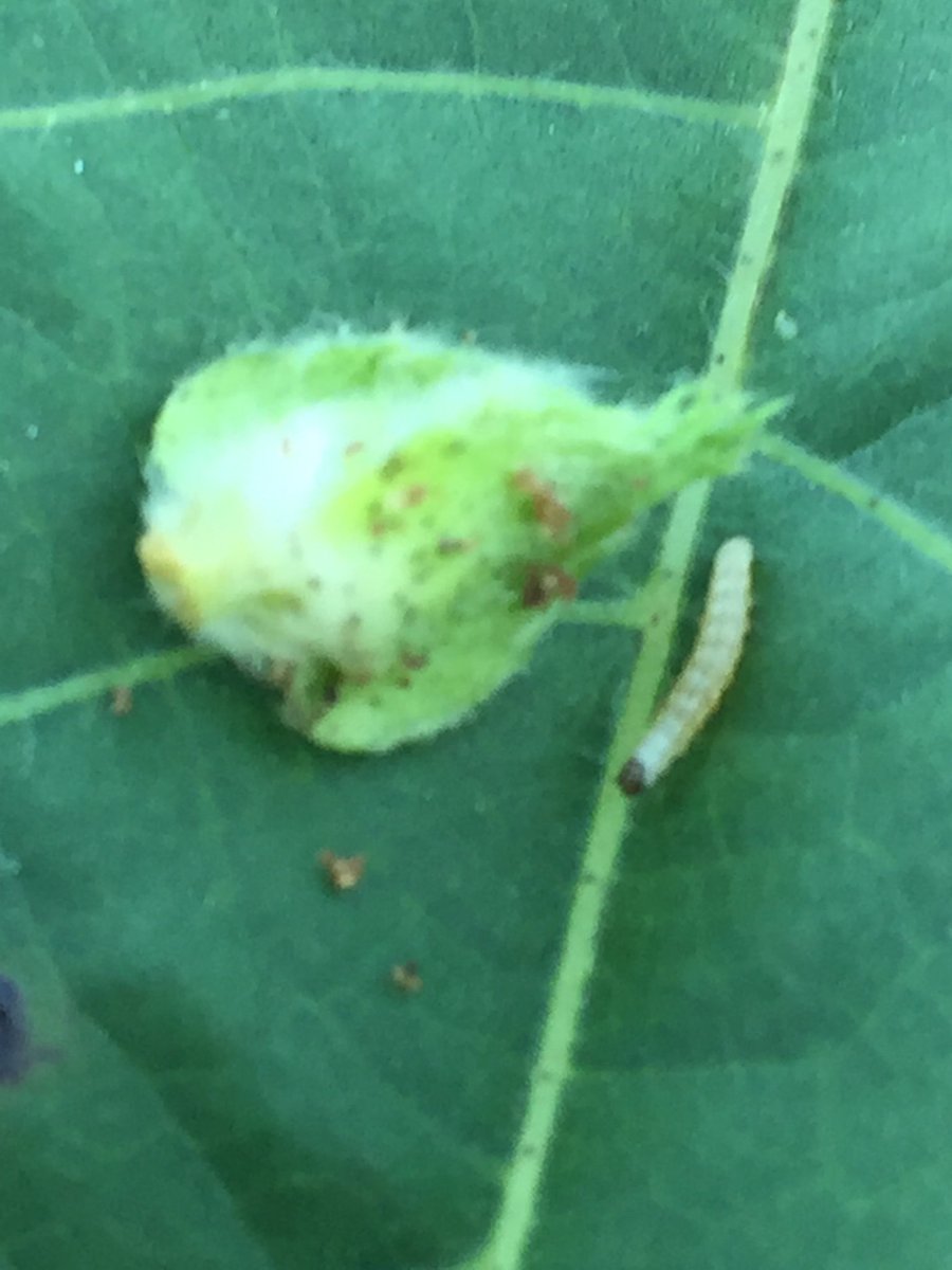 Dug this dude out of the terminal , Bollgard II.