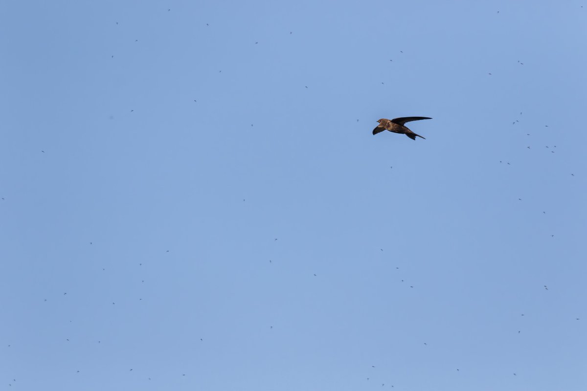 This gives some idea why so many feeding Swifts gather in this spot.