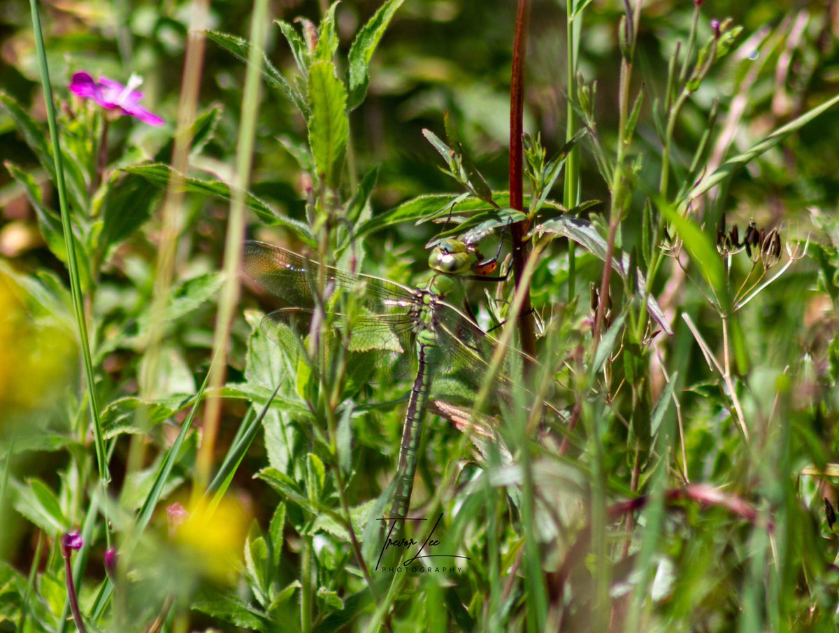 Two large Dragonflies utilising their surroundings to become invisible, the Brown Hawker stopped at this area several times and the Female Emporer predating a Ladybird couldn’t have been more inconspicuous........