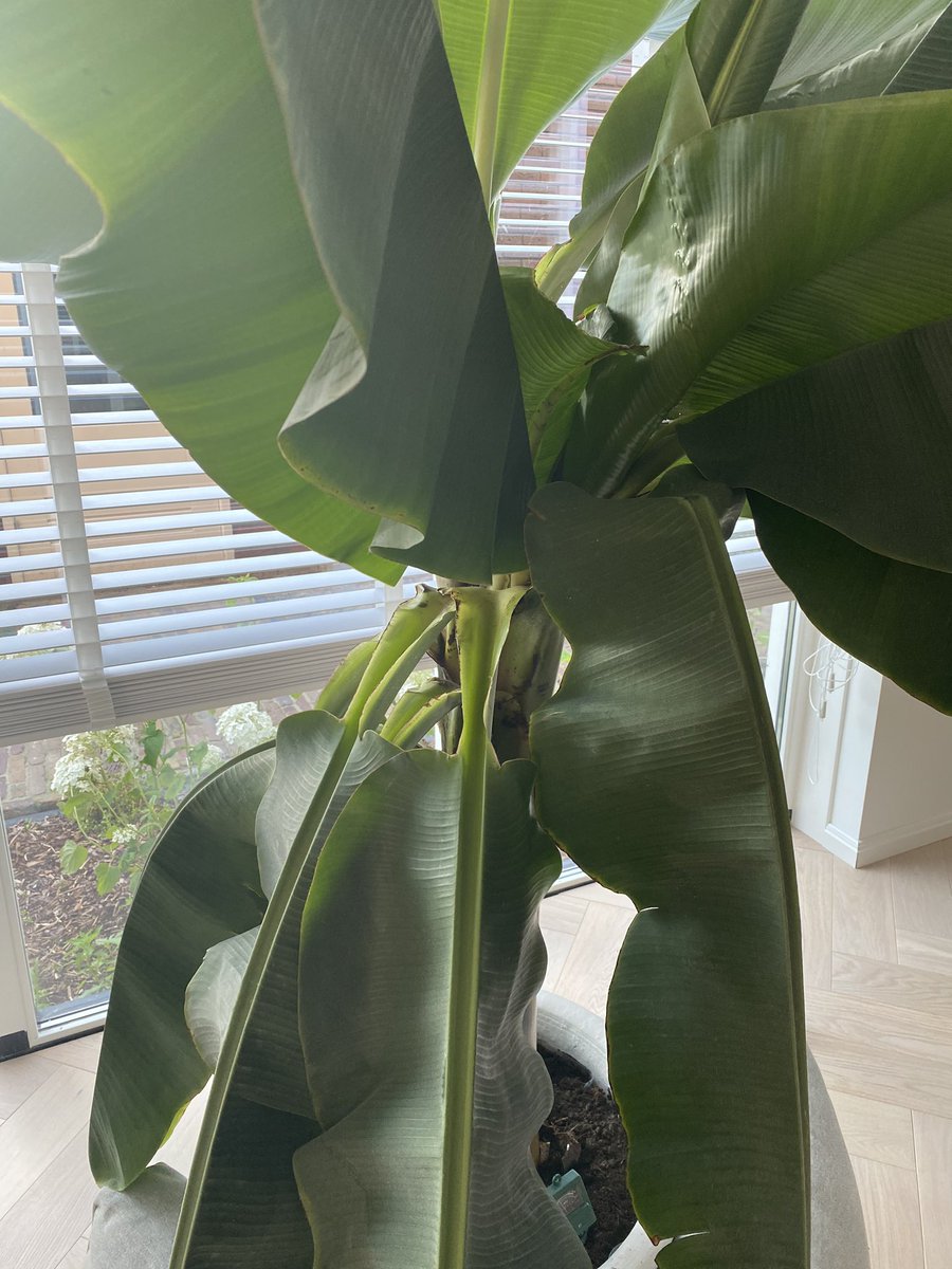 Is dit nog te redden ? Afsnijden of behouden ? @plantnerd007 kan jij helpen ?