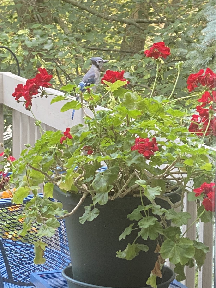 LPSSuperSwift's tweet photo. #HelloSummer @a2schools MSTeam! Rainy JulySunday in A2 & inquiring minds watching rain & SO VERY curious: w/ WK1 #MSSummerChallenges a wrap &Ss in progress to learn ELA+math concepts in context of rich conversation on community, society, race & change-Whatβs UP for Week 2? πππ https://t.co/VkkMBYkC0C