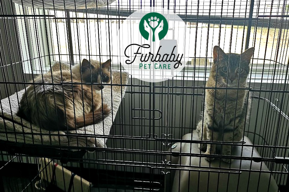 ccherneskey's tweet photo. These two cats are comfy in their 'cat condo' at FURBABY PET CARE. But Billy &amp; Striker can safely roam the front office when it's all clear! Find out more about boarding, day care, training &amp; MORE! https://t.co/VgYveUxxjR
.
.
#YXE #SASKATOON #yxecats #cats #yxepets #dogs #yxedogs https://t.co/i4eacfjAt4
