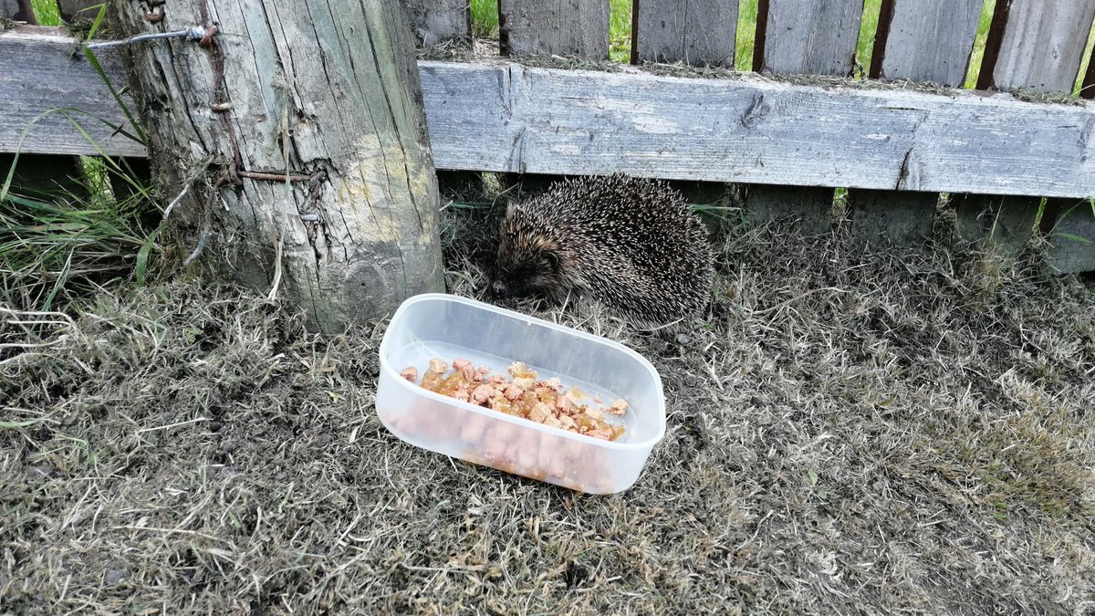 TeamCatMojo's tweet image. Sonic just paid us a visit 💕🦔 
#hedgehog #hedgehogsoftwitter