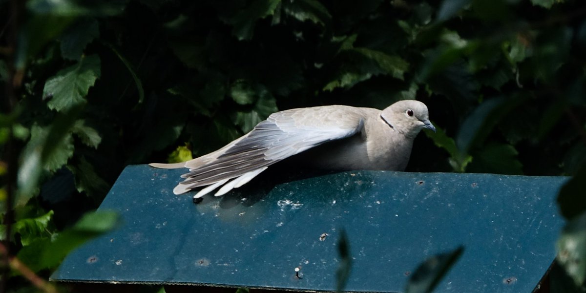 IronBalls82's tweet photo. Sonnenbad. 🕊☀ @mamamofu #TwitterNatureCommunity #birdtonic #birdwatching #wildlifefrommywindow #collared_dove

#Kollbachtal 🏞️ https://t.co/c4EH7p2rhP