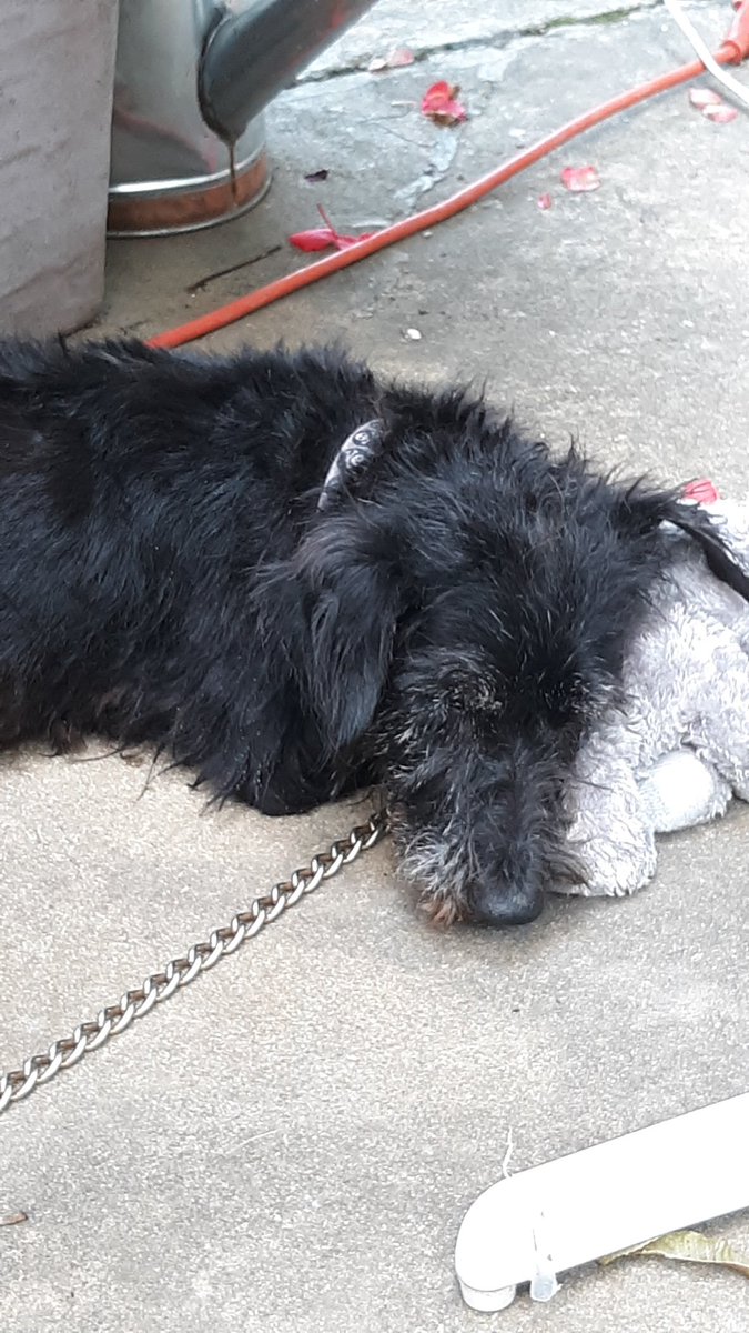 Striker96024's tweet photo. Meet Barney my 17 year old possible Scottish Terrier sleeping with his favorite elephant plushie, hes deaf but us enjoying his life to the fullest by relaxing in the shade. #DogsofTwittter https://t.co/A8mvmUctc7