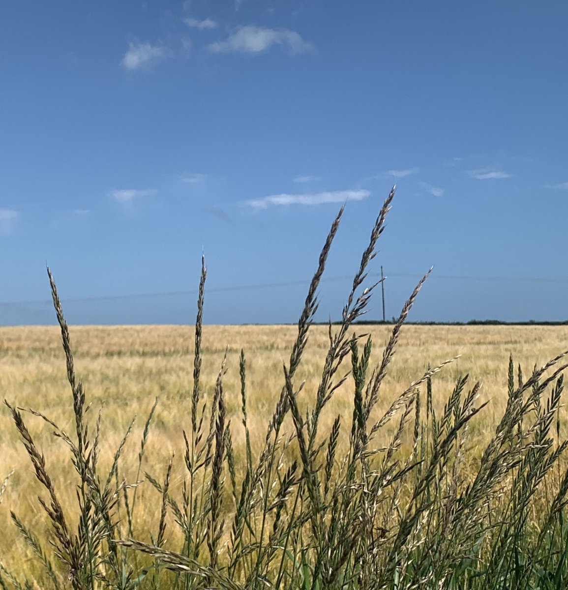 Fields of gold and skies of blue on my walk today. Just glorious. #Waterford #sunnysundays