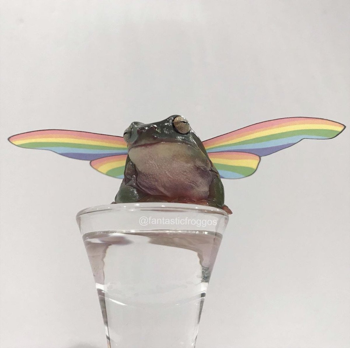 peacozy's tweet photo. Froggy said gay rights !!!!!! https://t.co/WcB7gni8CP