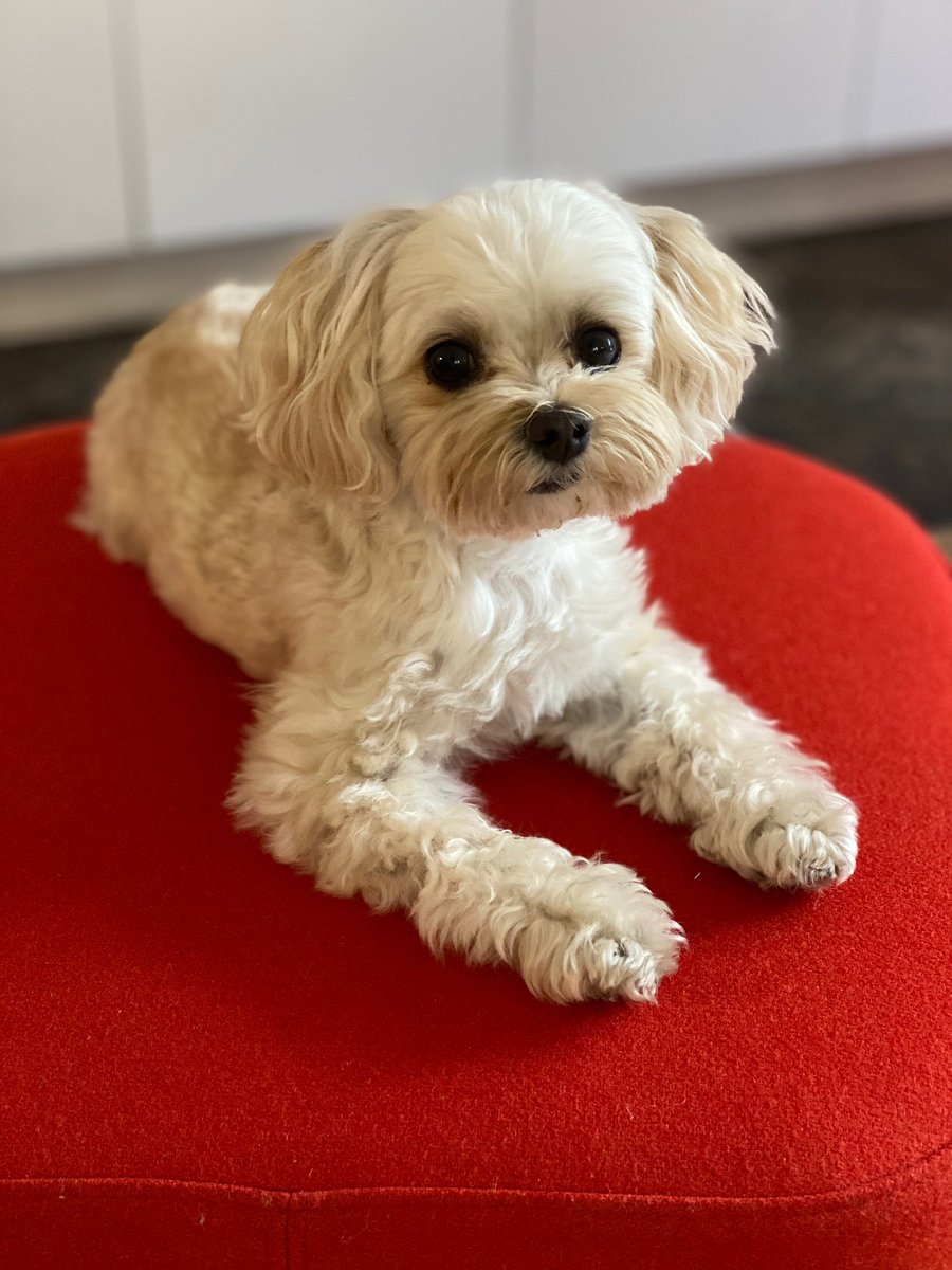 MarleyinDC's tweet photo. It’s way too hot in #WashingtonDC today so I’m staying inside with the air conditioning.   If you’re outside, be safe.  

@capitalweather @weatherchannel #hot #dogs #sundayvibes https://t.co/b6HEReTdnu