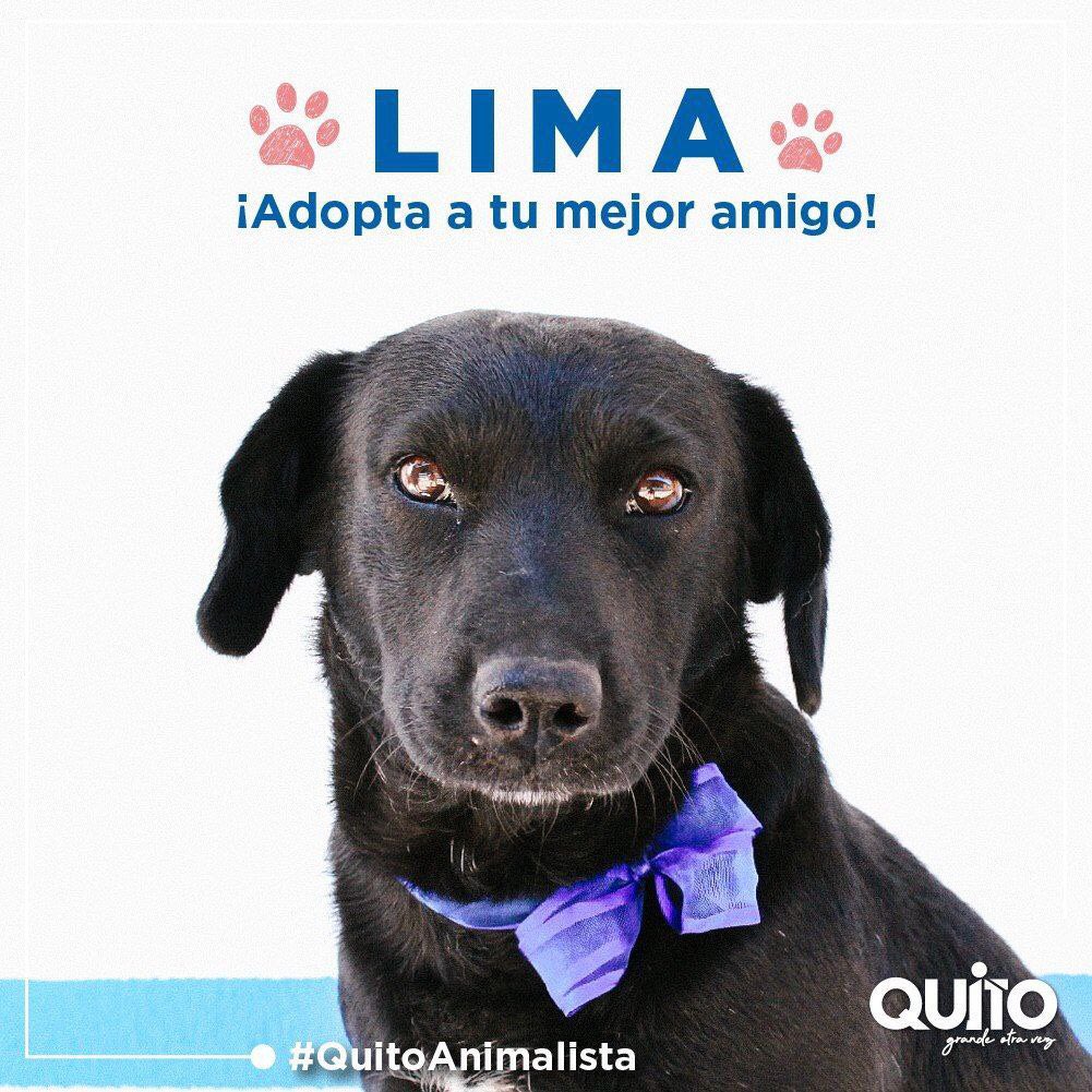coequito's tweet photo. Salva una vida, adopta y conoce el significado de la verdadera amistad. Los animalitos que llegaron a Urbanimal son guerreros que se recuperaron de situaciones graves. Ahora buscan un hogar que vele por su bienestar. ➡️ Escríbenos https://t.co/dgkDx2EN4v #QuitoAnimalista https://t.co/dyecO0DA3N