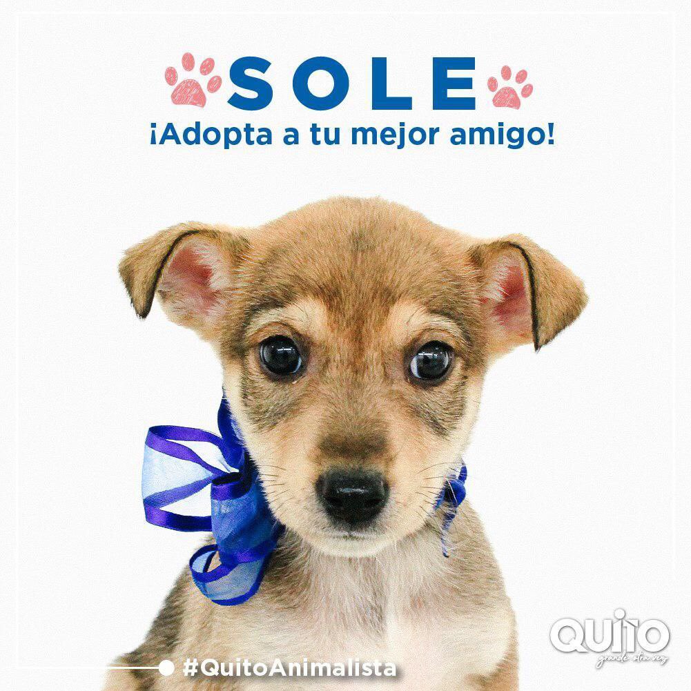 coequito's tweet photo. Salva una vida, adopta y conoce el significado de la verdadera amistad. Los animalitos que llegaron a Urbanimal son guerreros que se recuperaron de situaciones graves. Ahora buscan un hogar que vele por su bienestar. ➡️ Escríbenos https://t.co/dgkDx2EN4v #QuitoAnimalista https://t.co/dyecO0DA3N