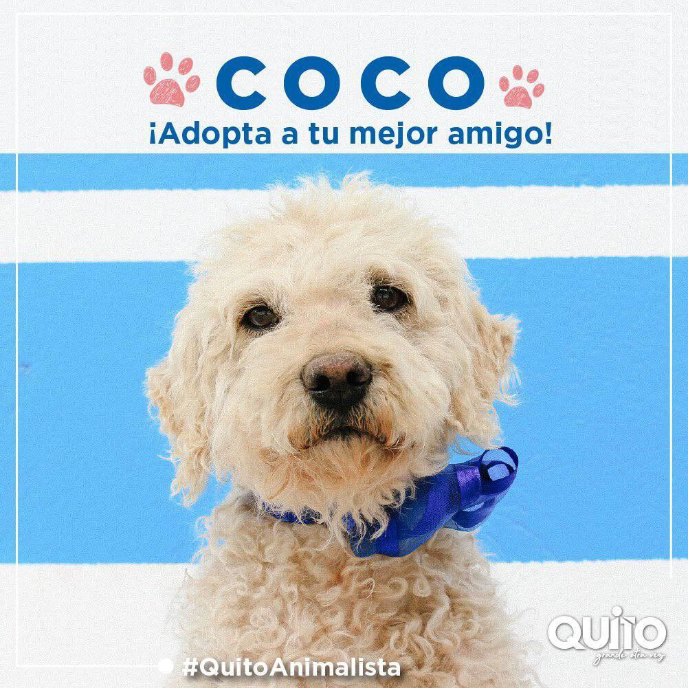 coequito's tweet photo. Salva una vida, adopta y conoce el significado de la verdadera amistad. Los animalitos que llegaron a Urbanimal son guerreros que se recuperaron de situaciones graves. Ahora buscan un hogar que vele por su bienestar. ➡️ Escríbenos https://t.co/dgkDx2EN4v #QuitoAnimalista https://t.co/dyecO0DA3N