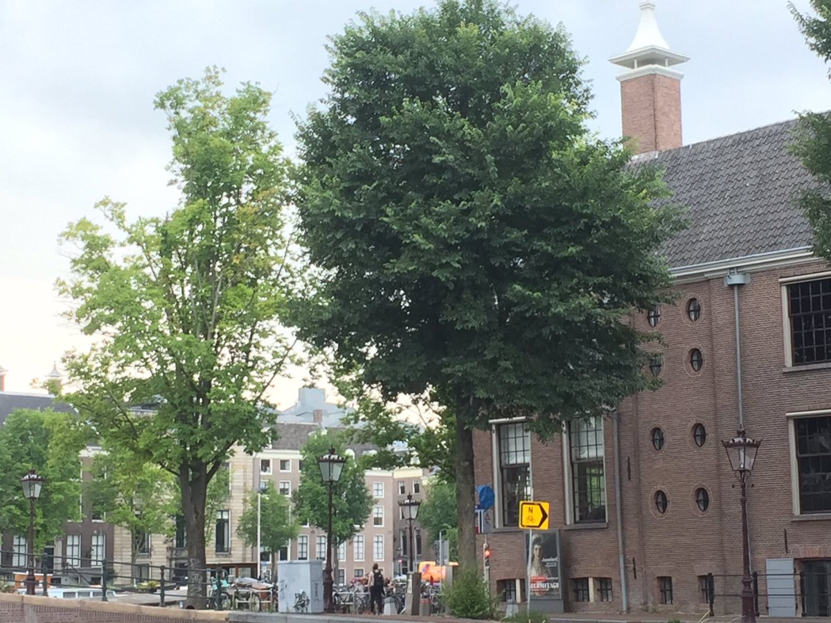 Twee #iepen bij de Amstel. Links 70 jaar oud. Iep groeit ‘achteruit’. Toen werd nauwelijks aandacht besteed aan ondergrondse groeiplaats. Rechts: Iep slechts 15 jaar oud. Nu al groter. Tegenwoordig geven we elke boom 25m3 goede grond mee.